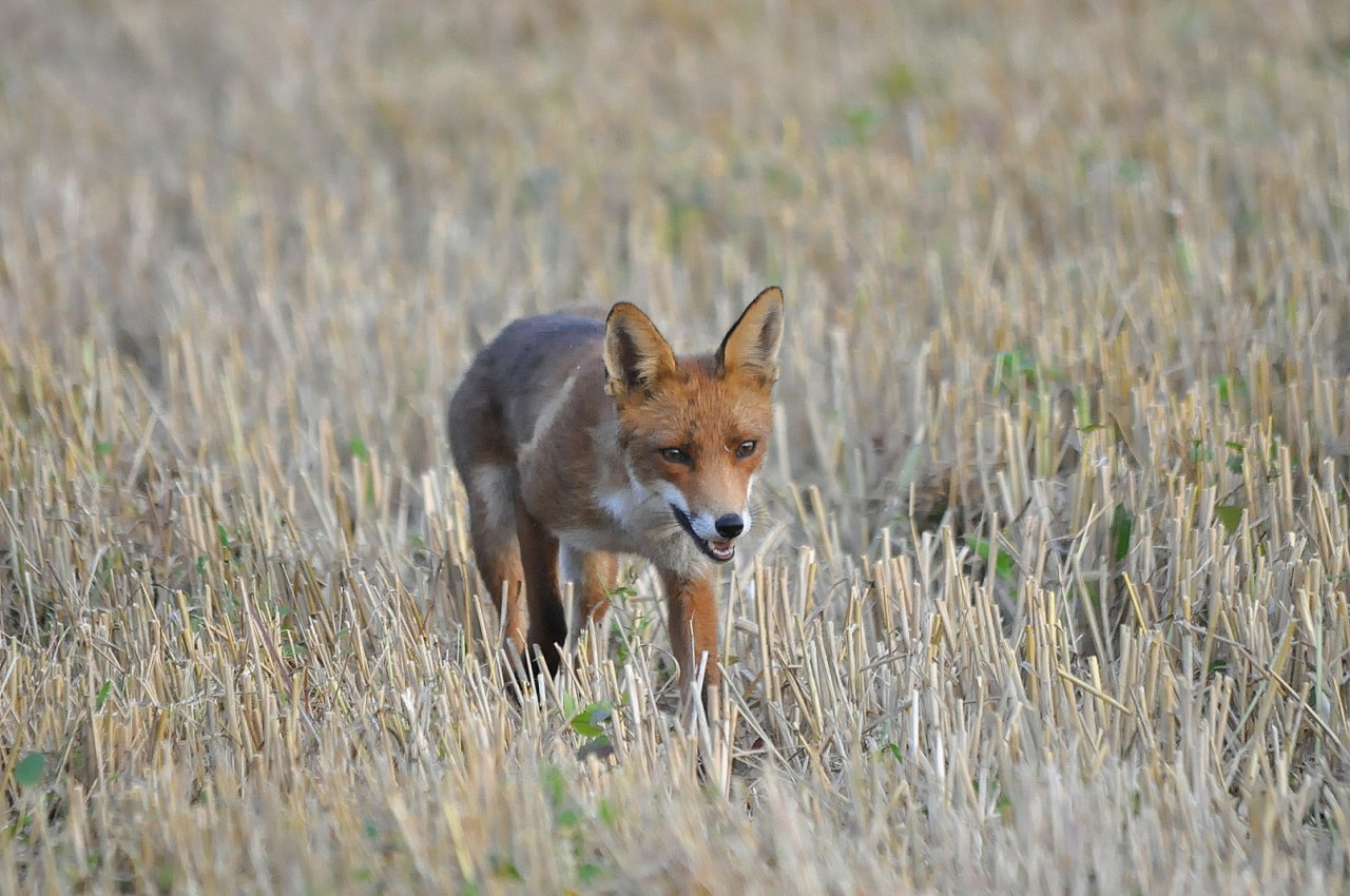 Wallpapers Animals Foxes Renard aprs les moissons 