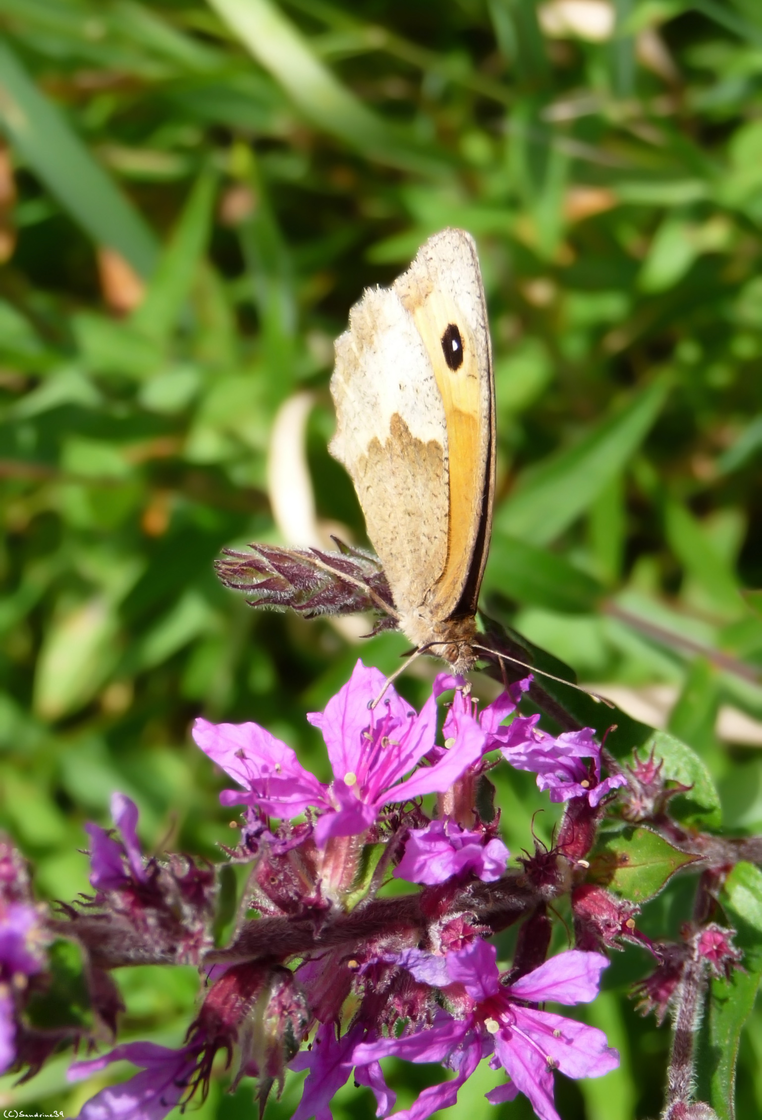 Fonds d'cran Animaux Insectes - Papillons Papillon 