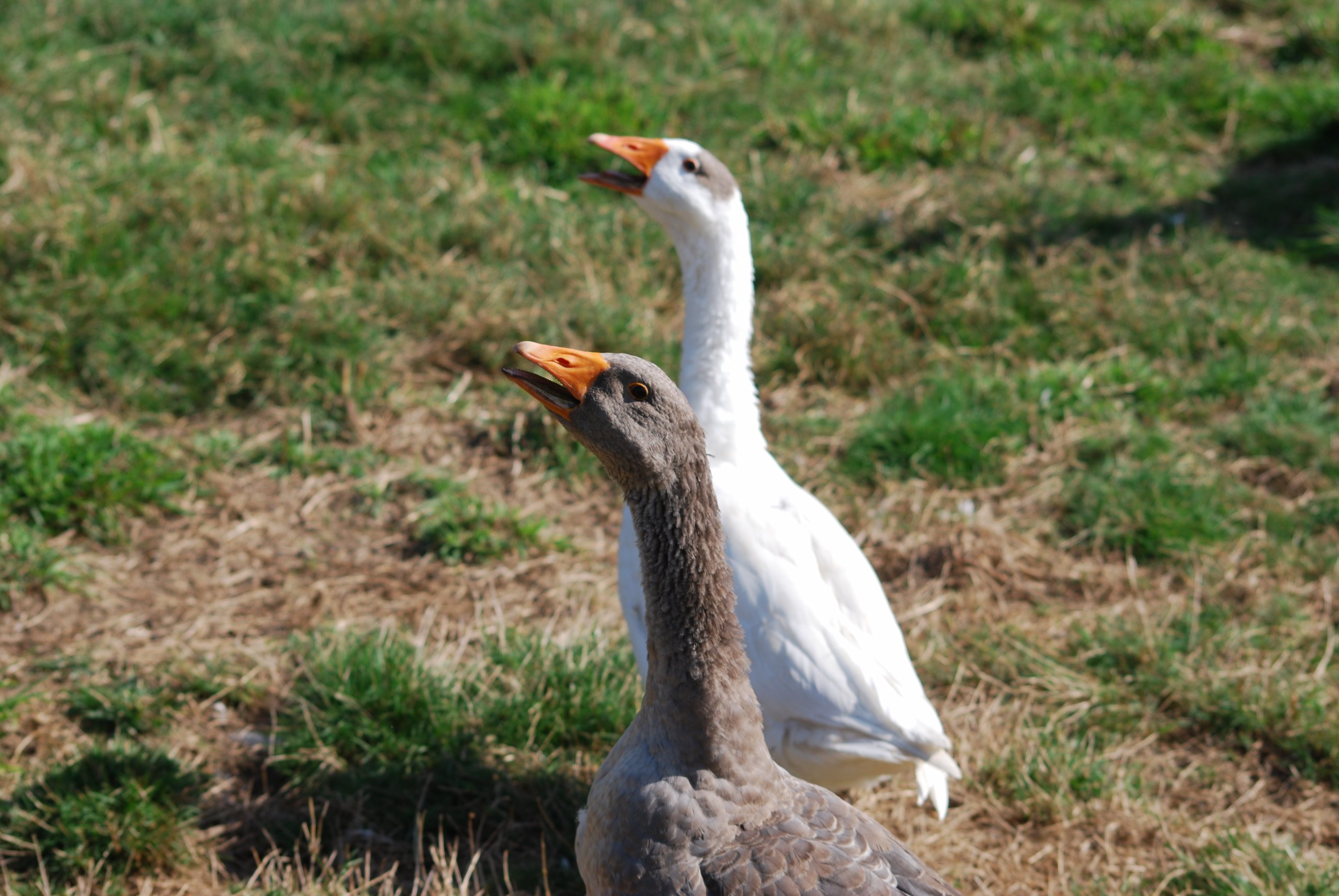 Fonds d'cran Animaux Oiseaux - Oies 