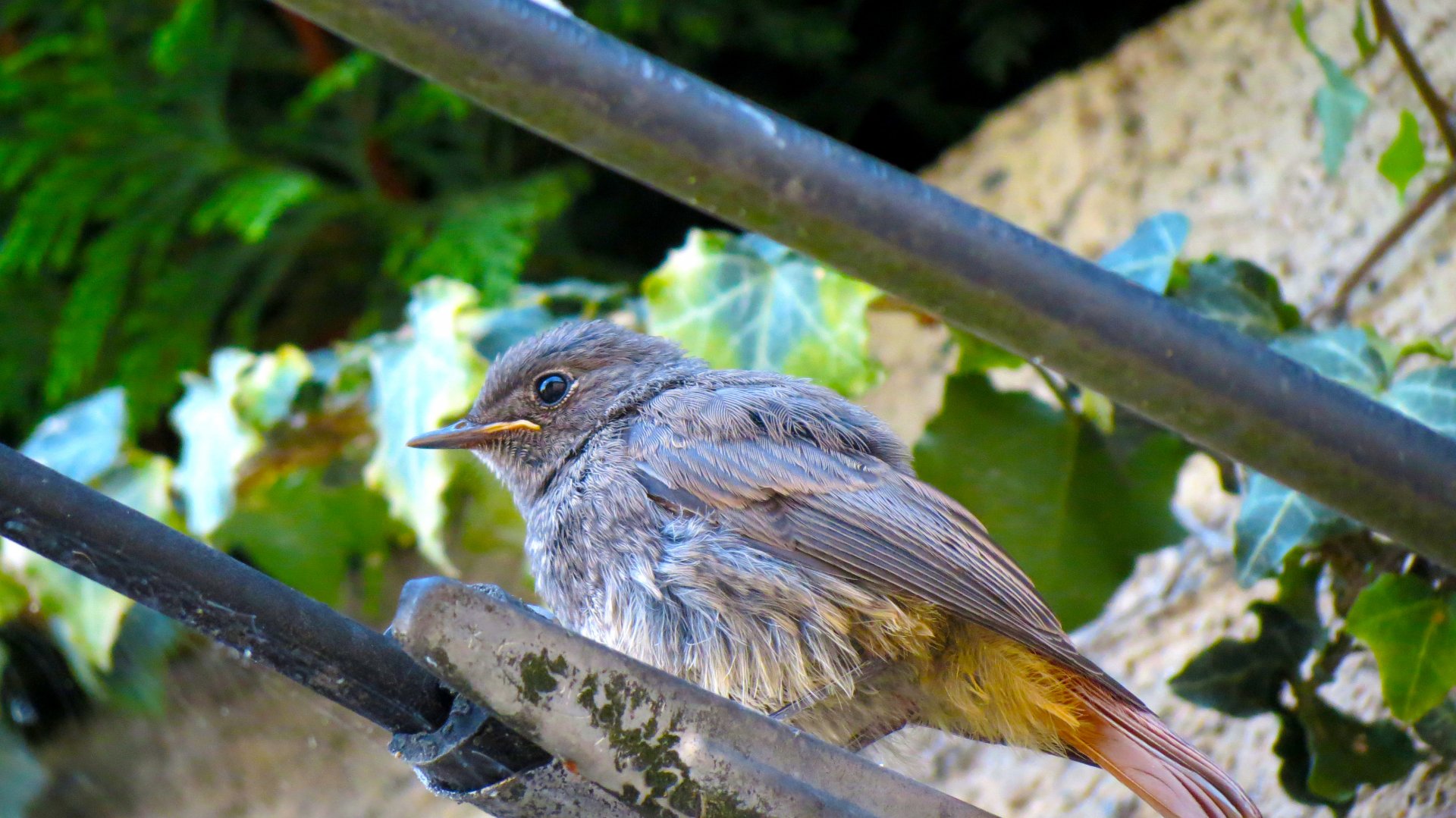 Wallpapers Animals Oiseaux - Rougequeues jeune rougequeue