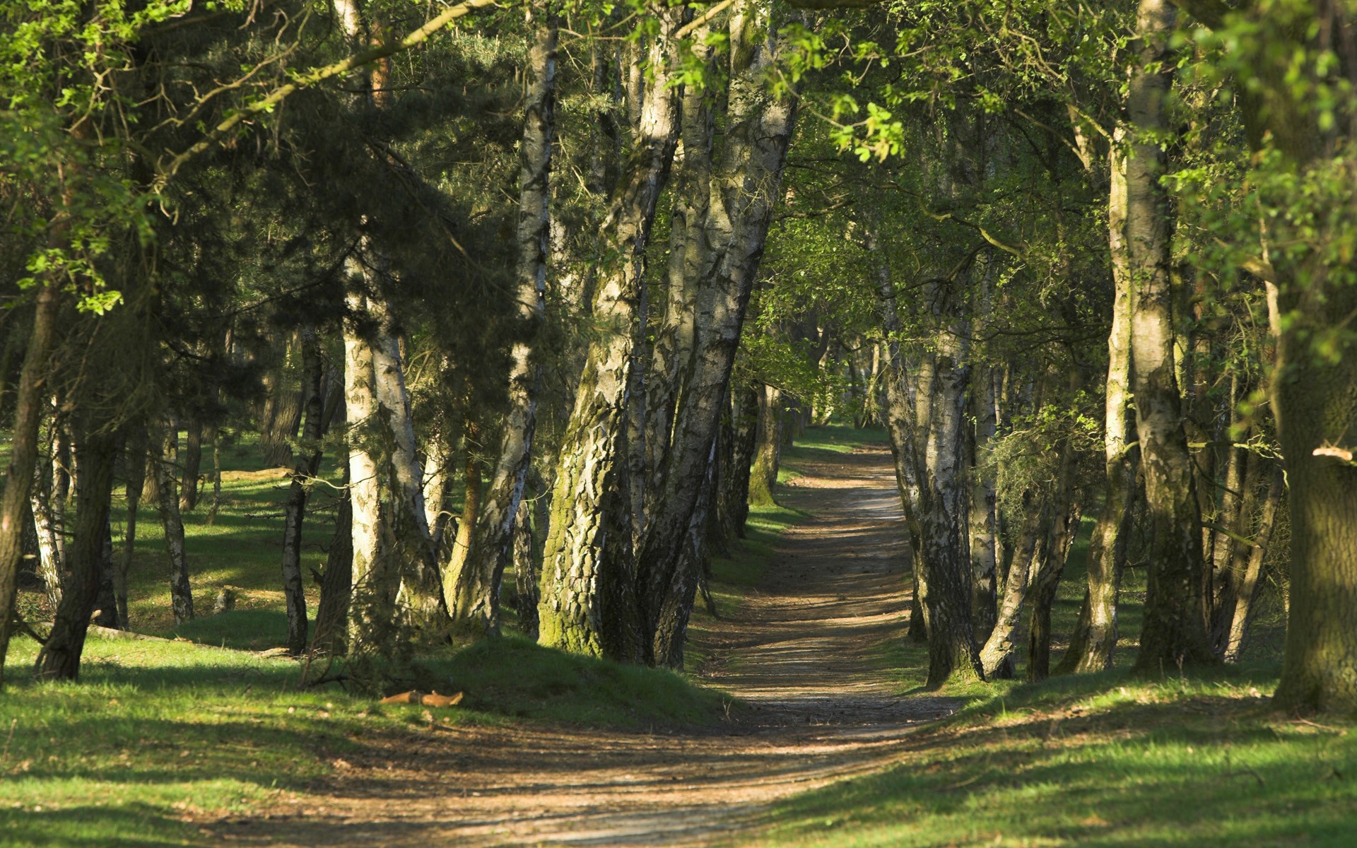 Fonds d'cran Nature Chemins 