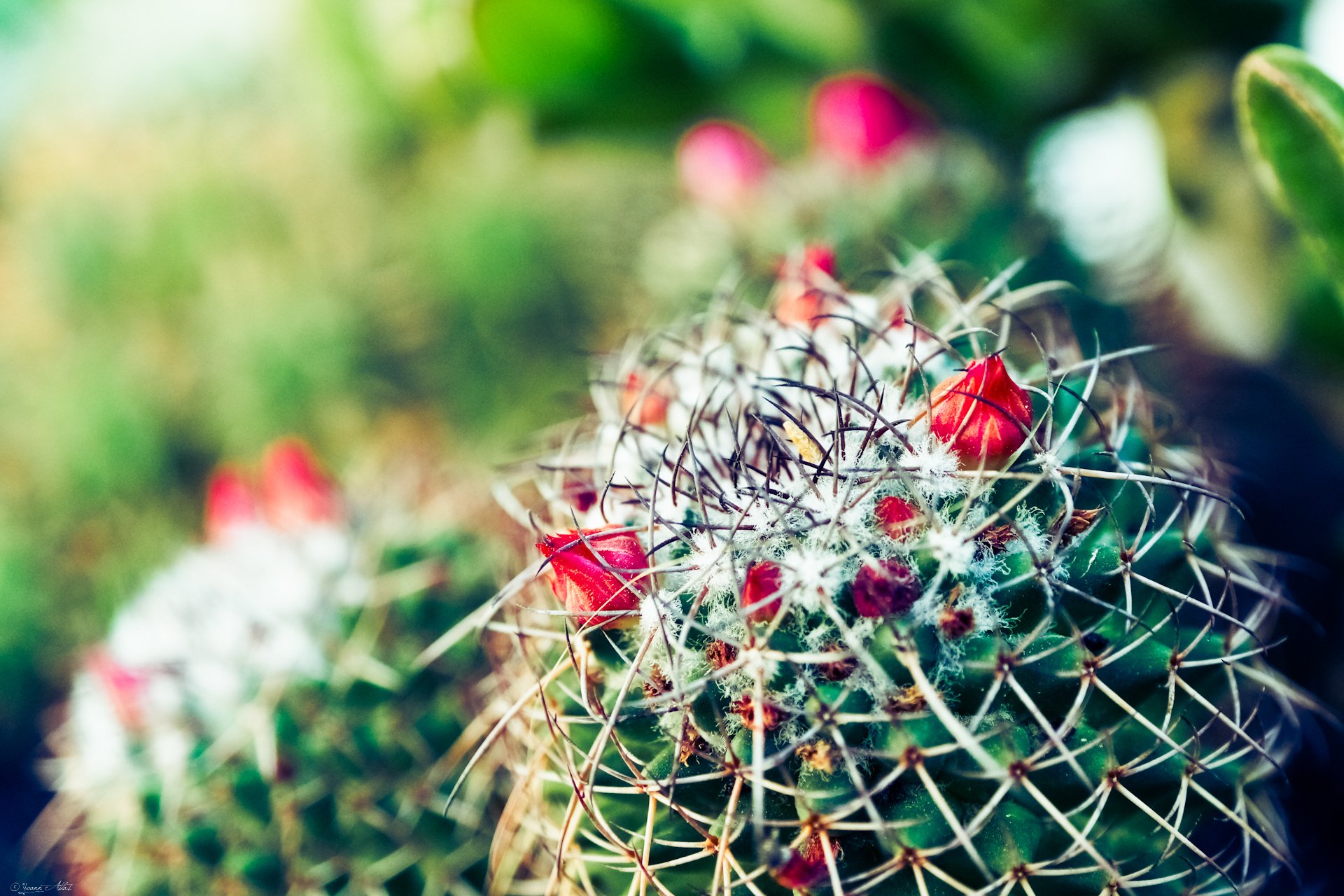 Fonds d'cran Nature Cactus Red Tears