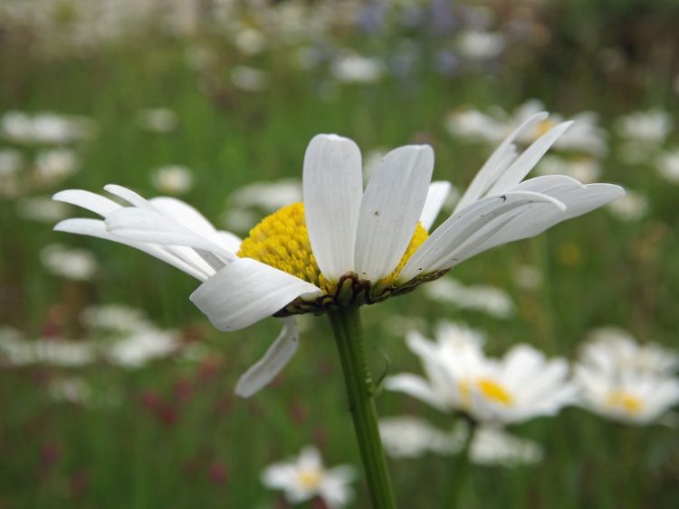 Wallpapers Nature Flowers fleurs d't 