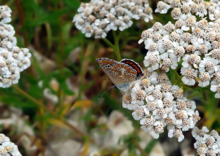 Fonds d'cran Animaux Insectes - Papillons Papillon 