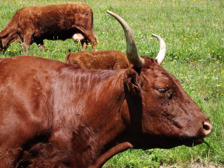 Fonds d'cran Animaux Vaches - Taureaux - Boeufs les salers du cantal