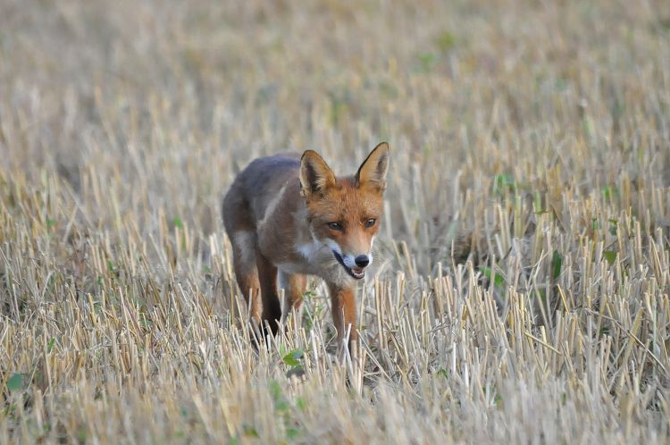 Fonds d'cran Animaux Renards Renard aprs les moissons 