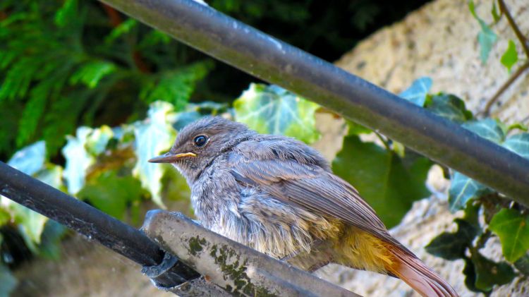 Wallpapers Animals Oiseaux - Rougequeues jeune rougequeue