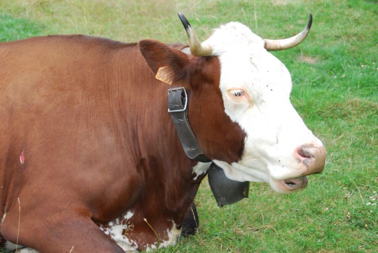 Fonds d'cran Animaux Vaches - Taureaux - Boeufs Wallpaper N308880