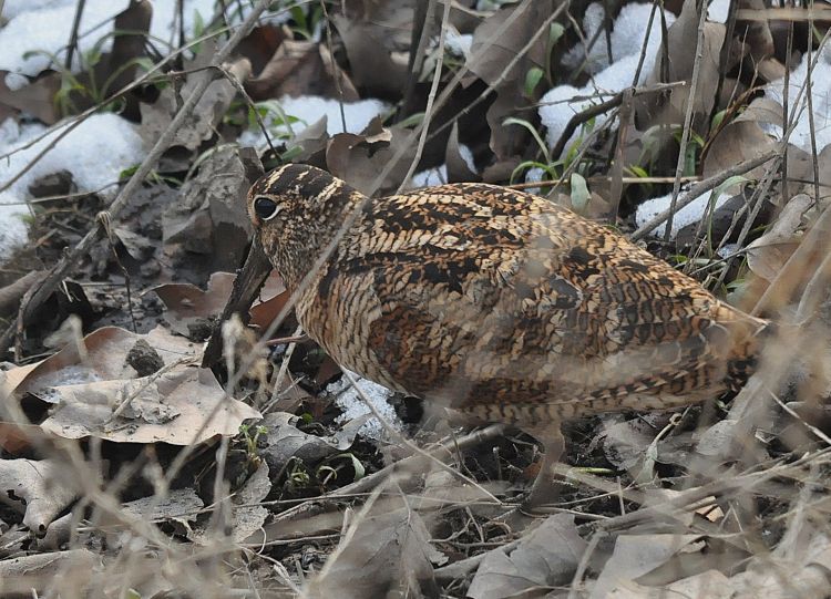 Fonds d'cran Animaux Oiseaux - Bcasses Bcasse des bois