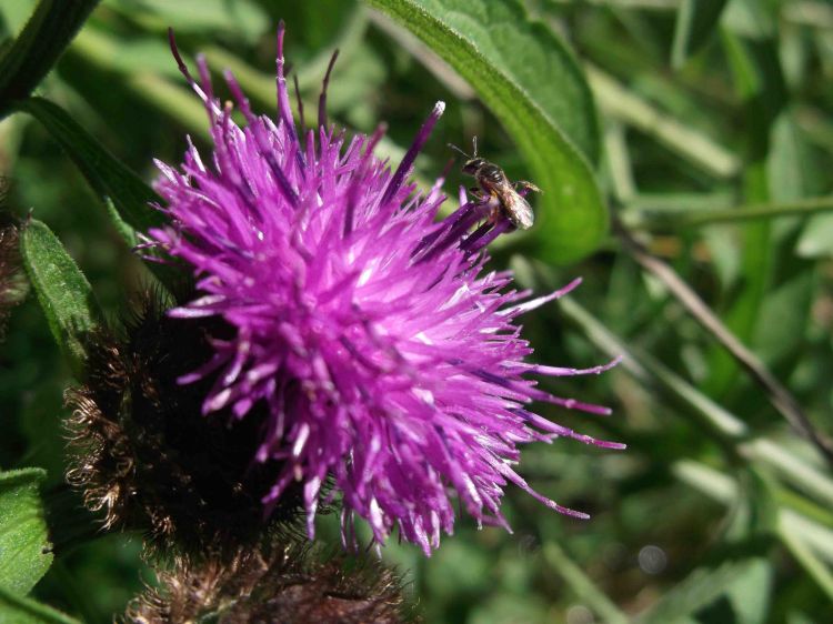 Fonds d'cran Nature Fleurs fleur & insect