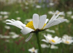  Nature fleurs d't 