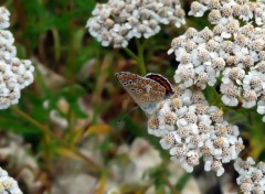  Animaux Papillon 