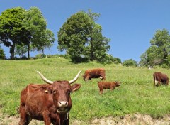  Animaux les salers du cantal