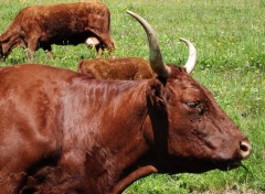  Animaux les salers du cantal