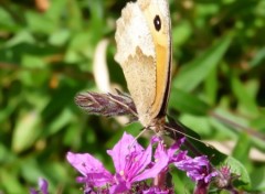  Animaux Papillon 