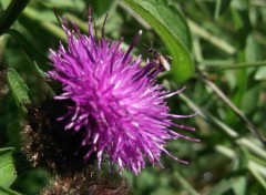  Nature fleur & insect