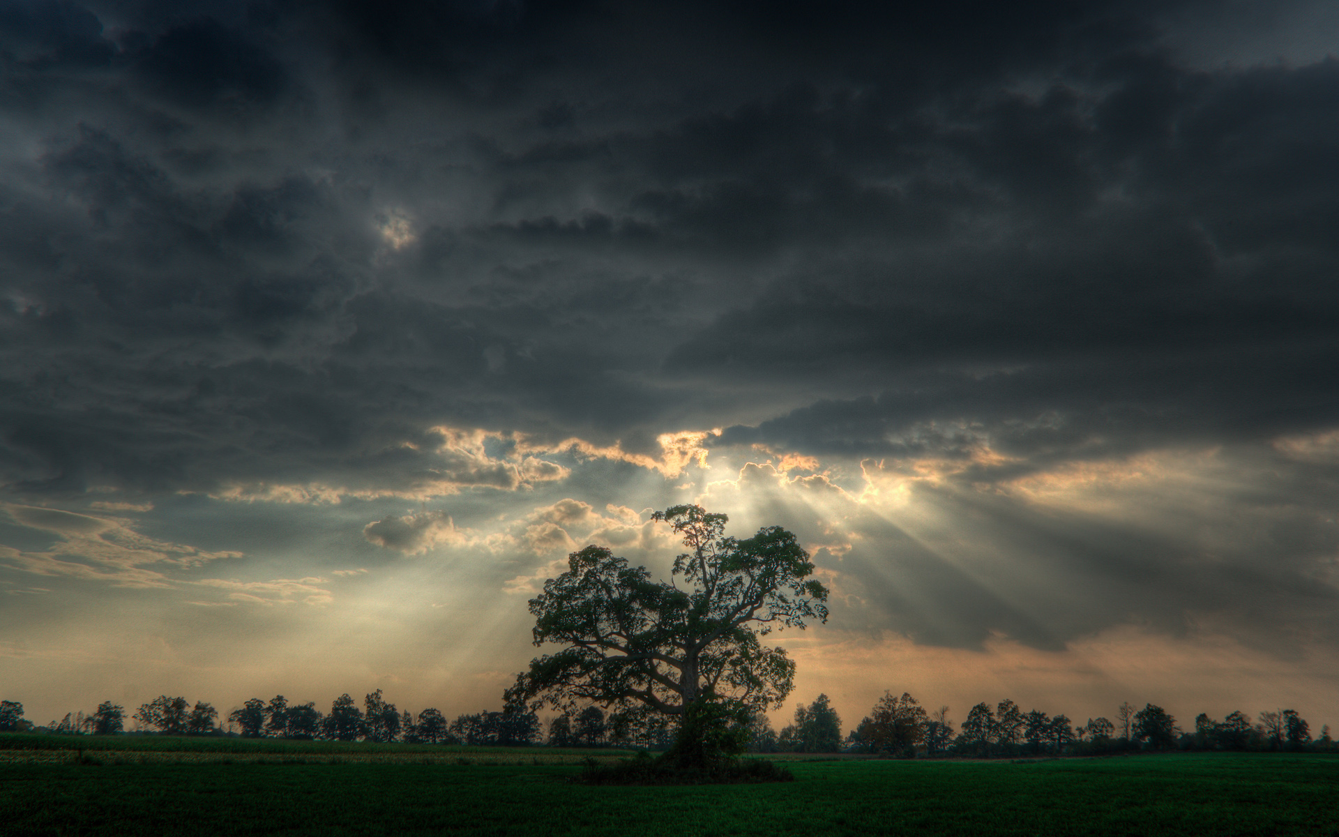 Fonds d'cran Nature Arbres - Forts 