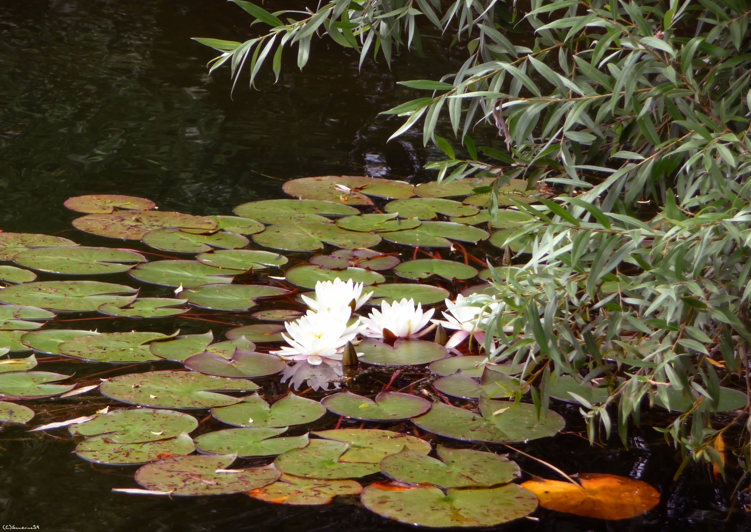 Wallpapers Nature Flowers Nnuphars