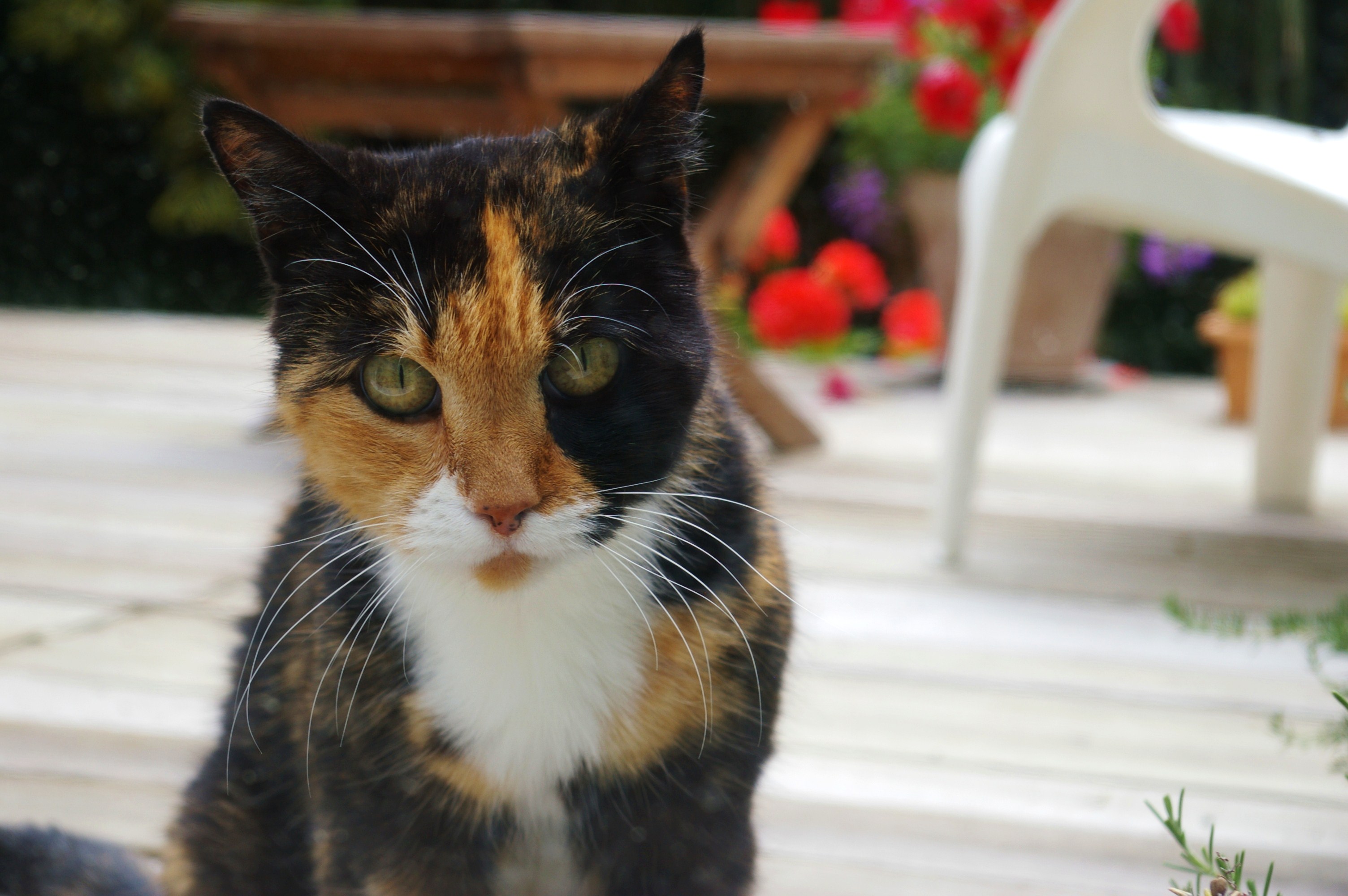 Fonds d'cran Animaux Chats - Chatons 