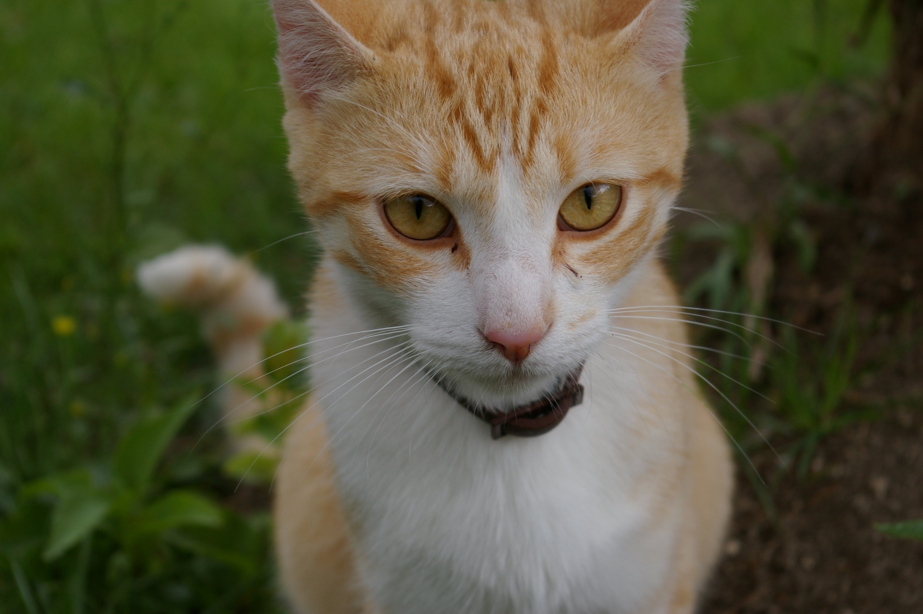 Fonds d'cran Animaux Chats - Chatons 