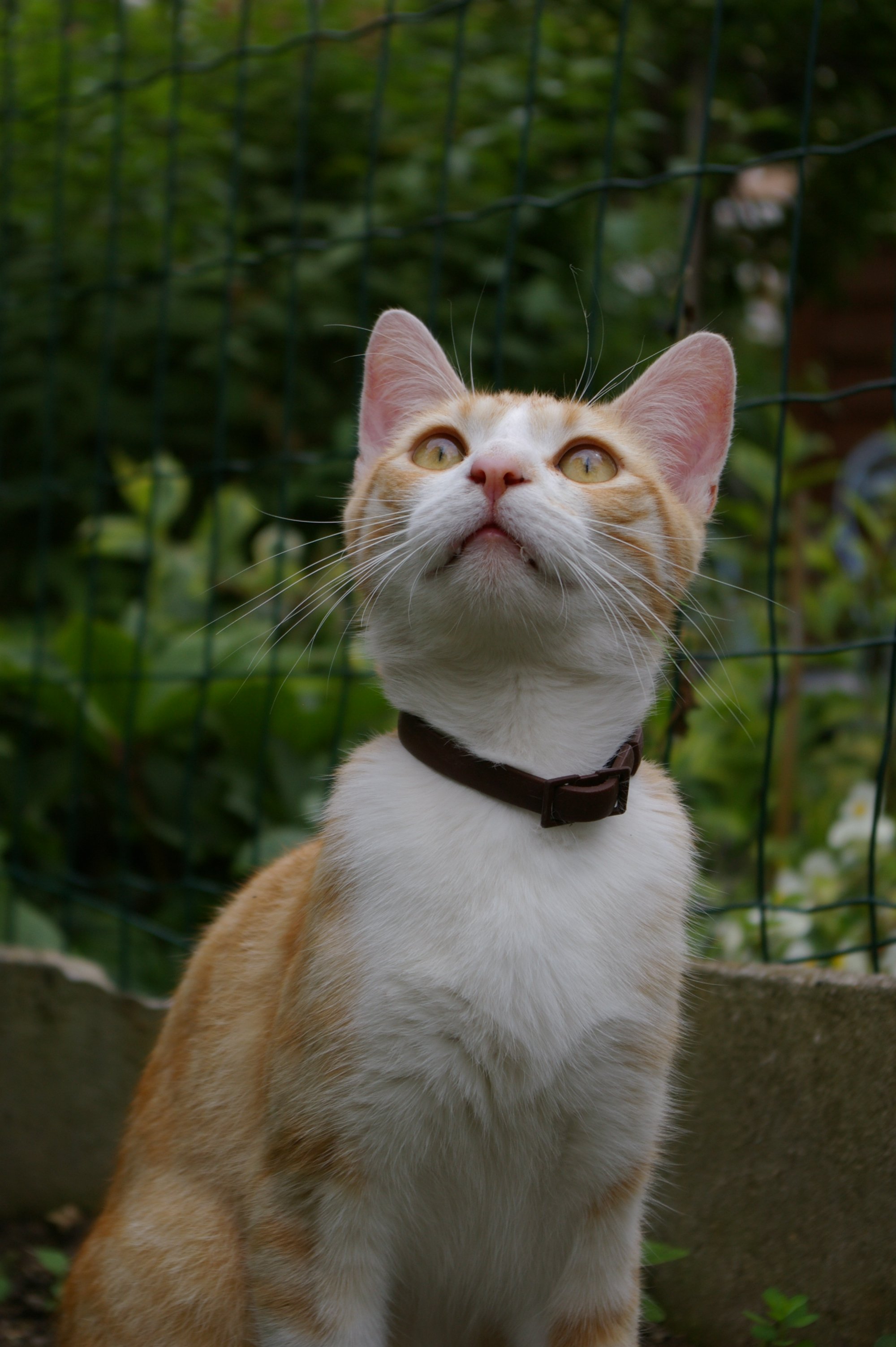 Fonds d'cran Animaux Chats - Chatons 