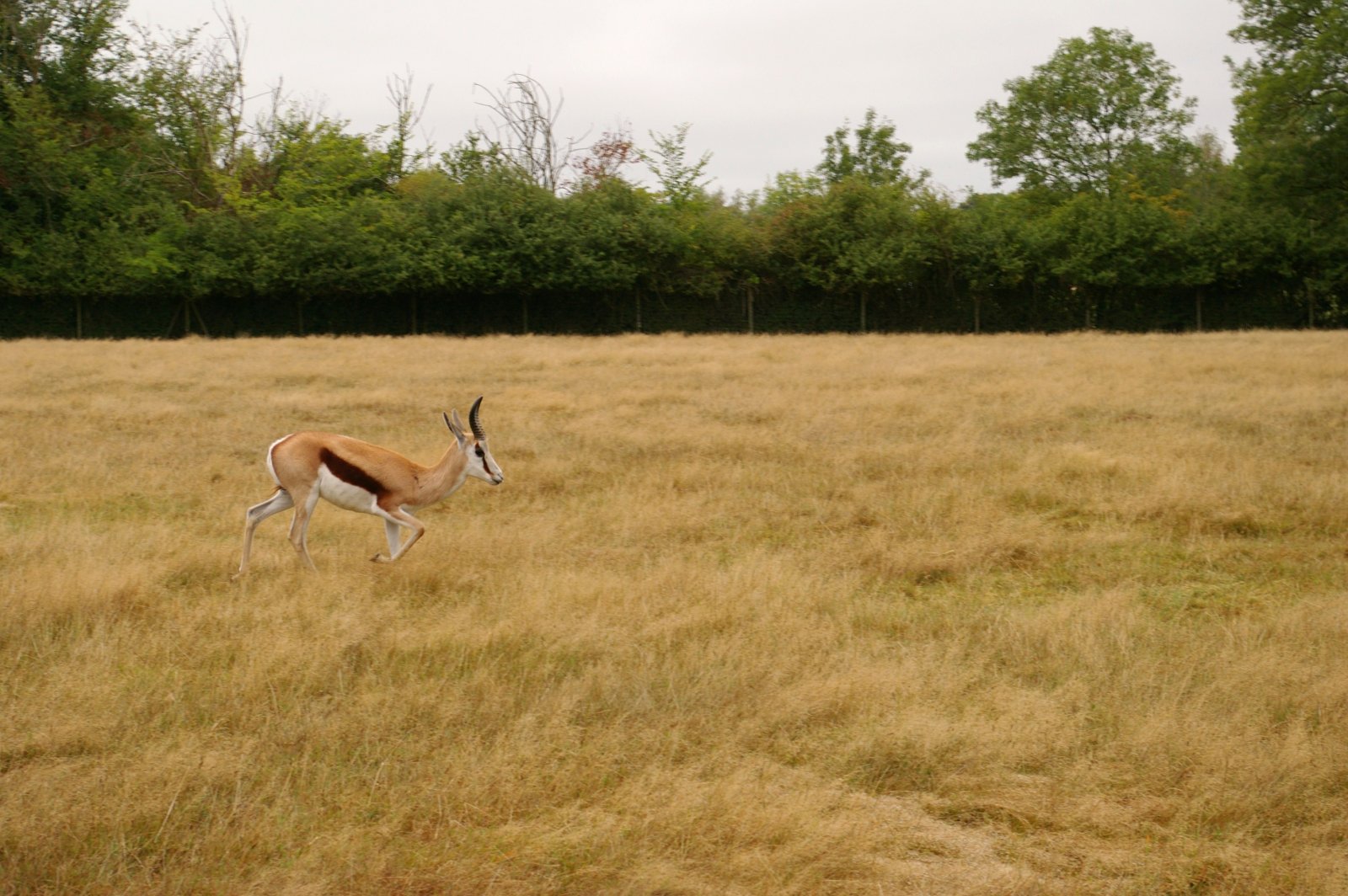 Wallpapers Animals Cervids 