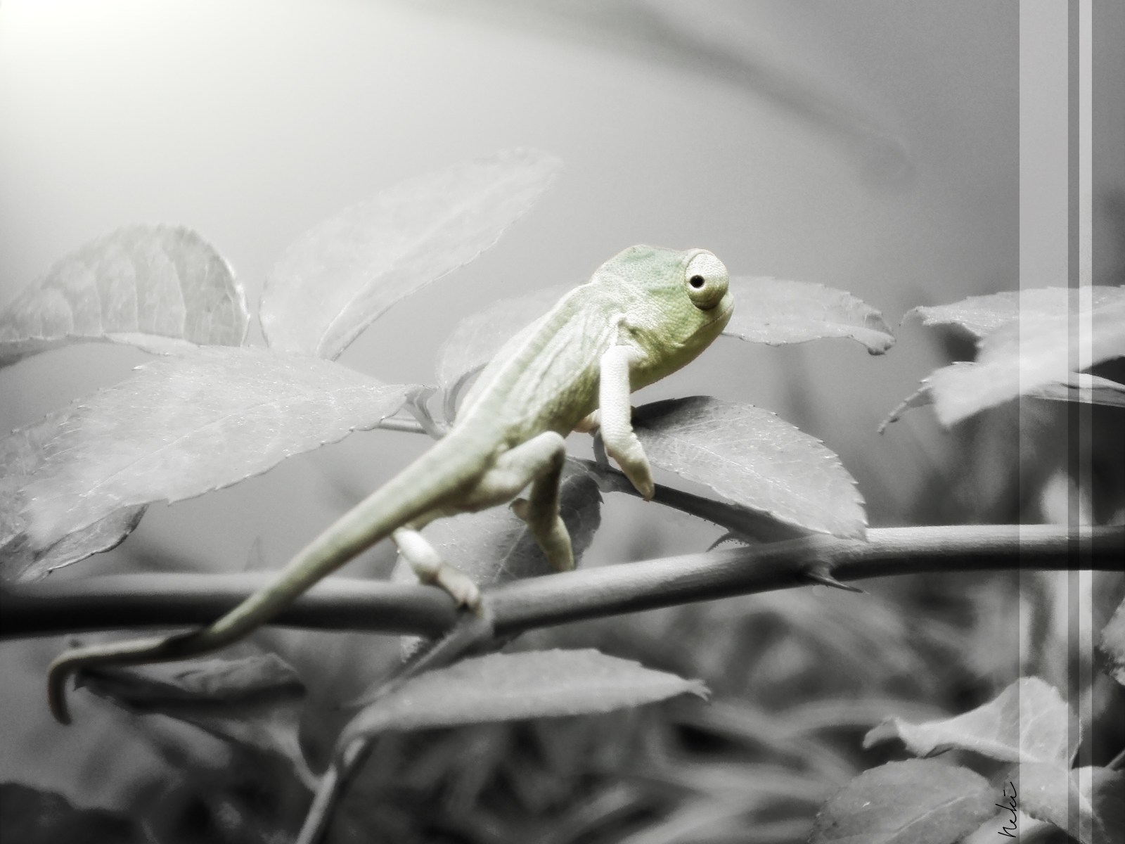 Wallpapers Animals Chameleons Je te vois 