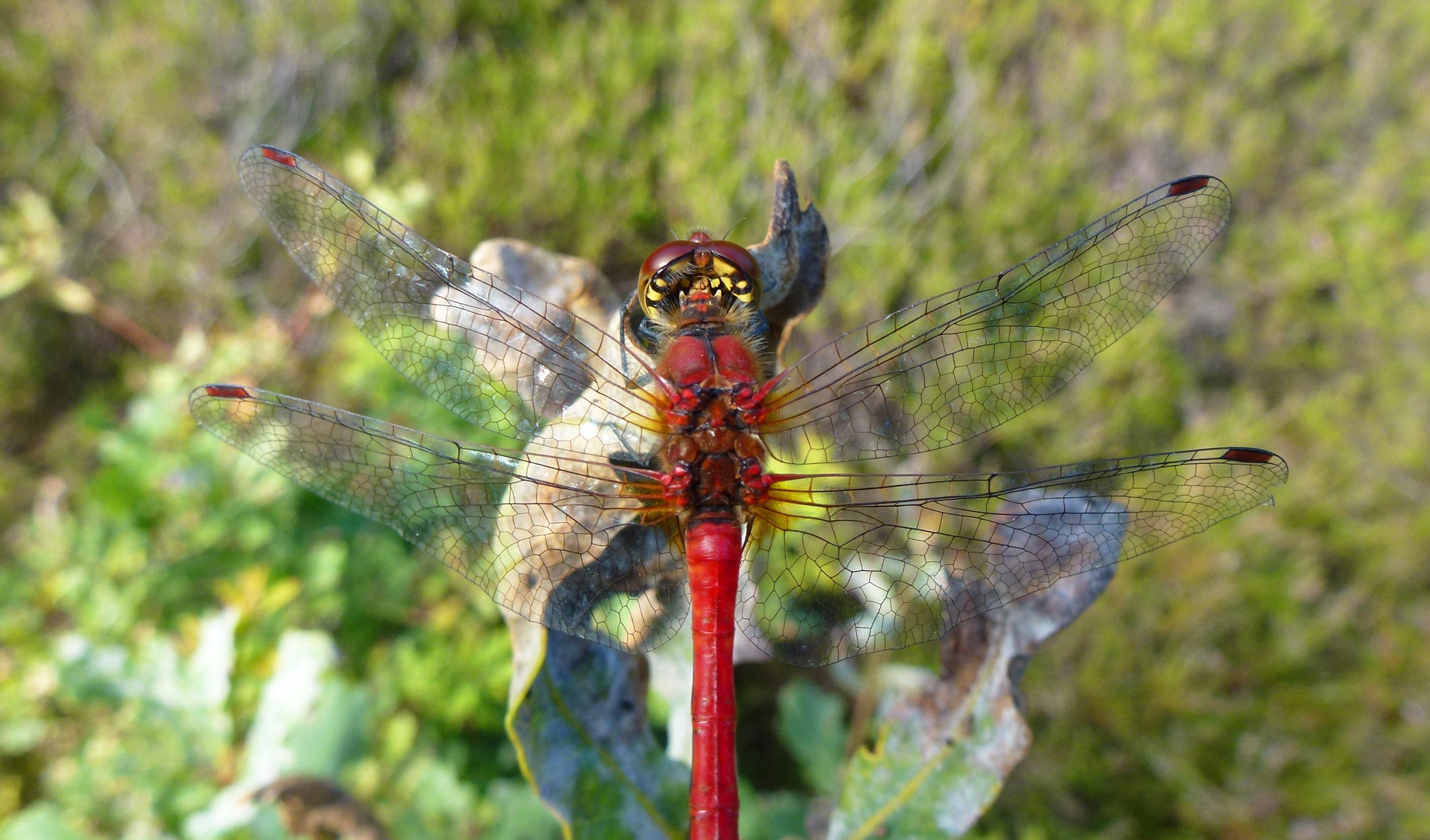 Fonds d'cran Animaux Insectes - Libellules Rouge sang 