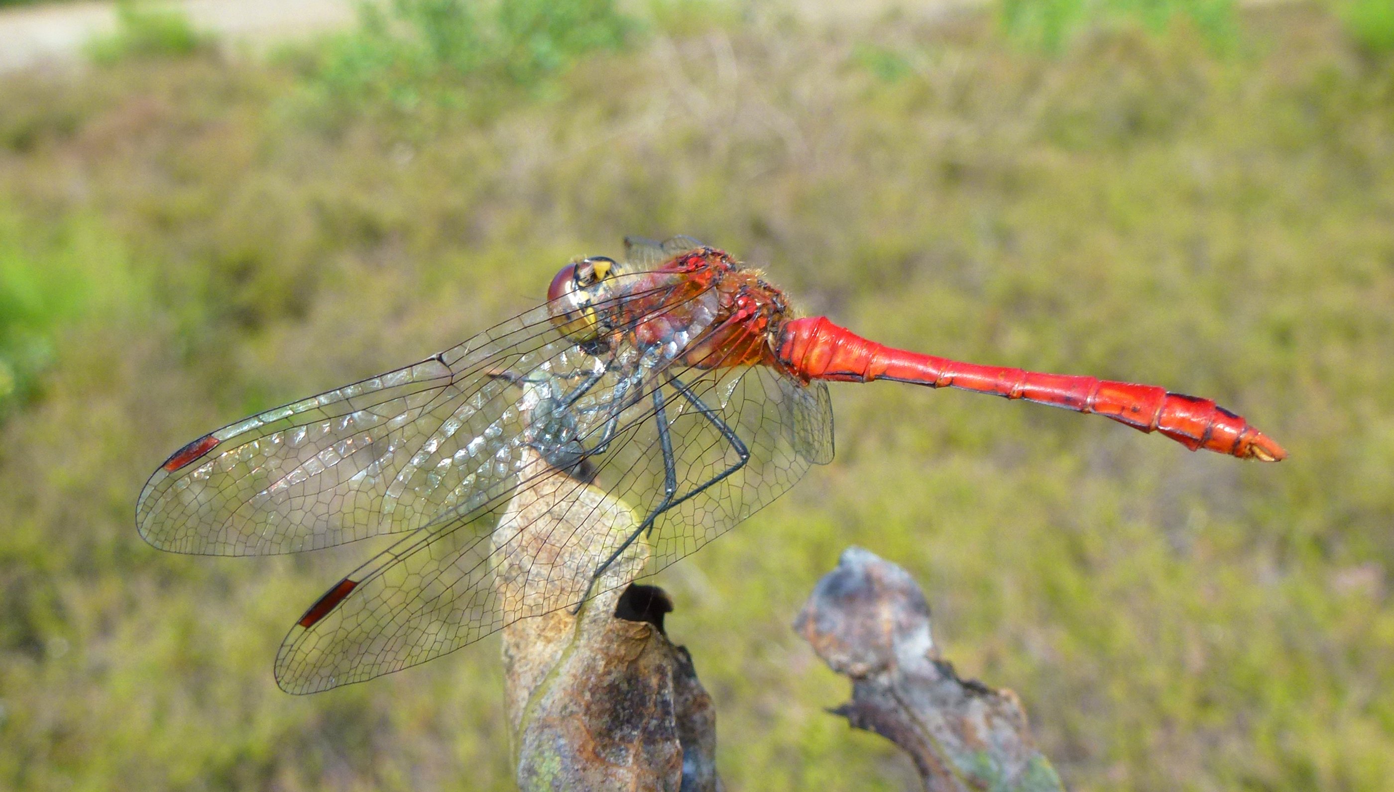 Wallpapers Animals Insects - Dragonflies Sympetrum aux aguets