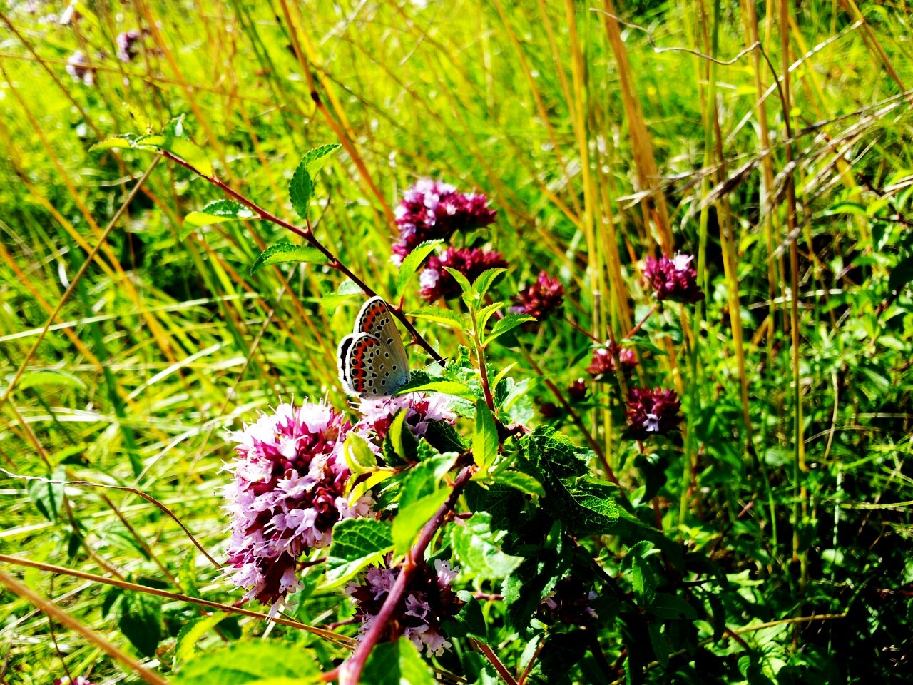 Fonds d'cran Animaux Insectes - Papillons 