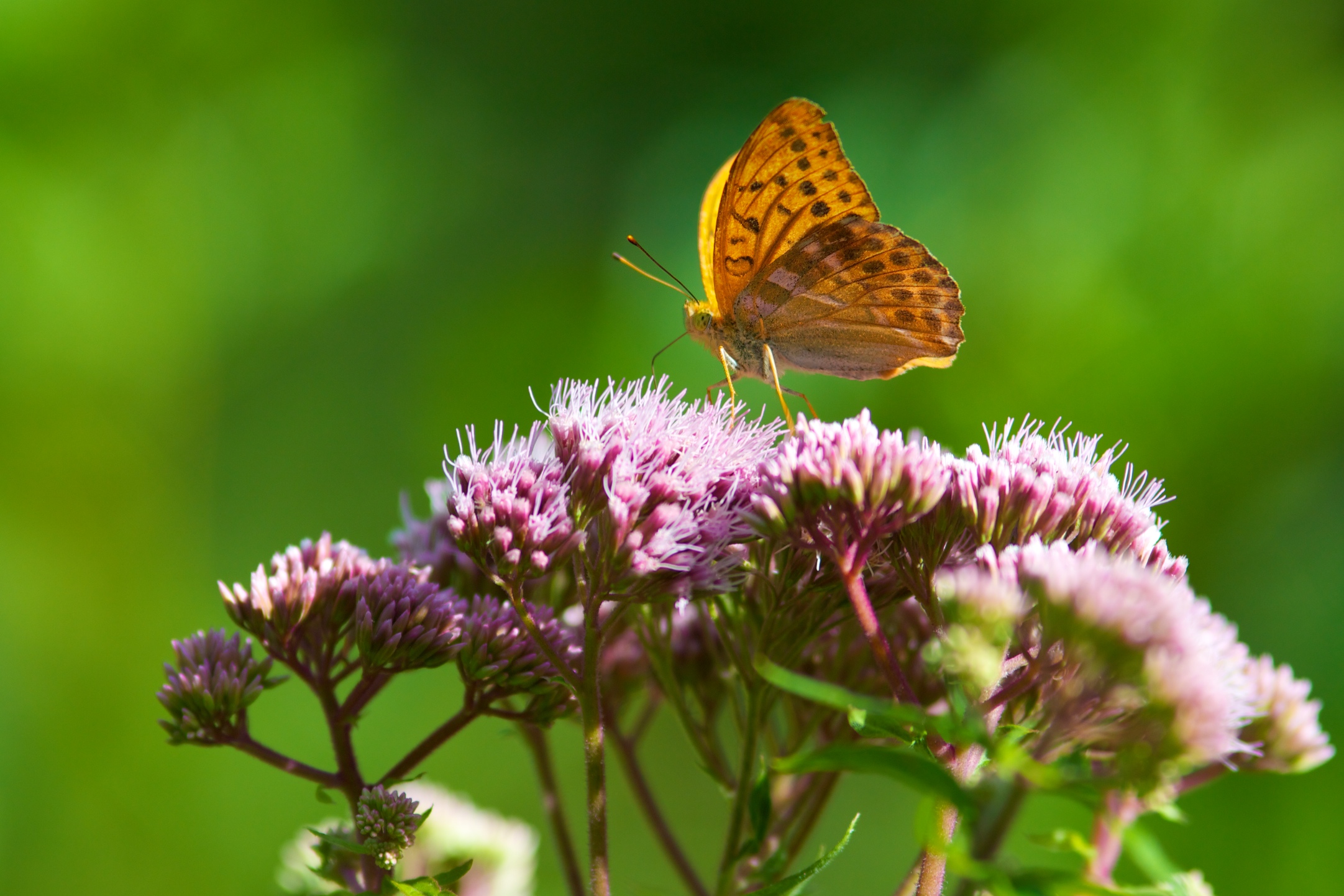 Wallpapers Animals Insects - Butterflies King of flowers