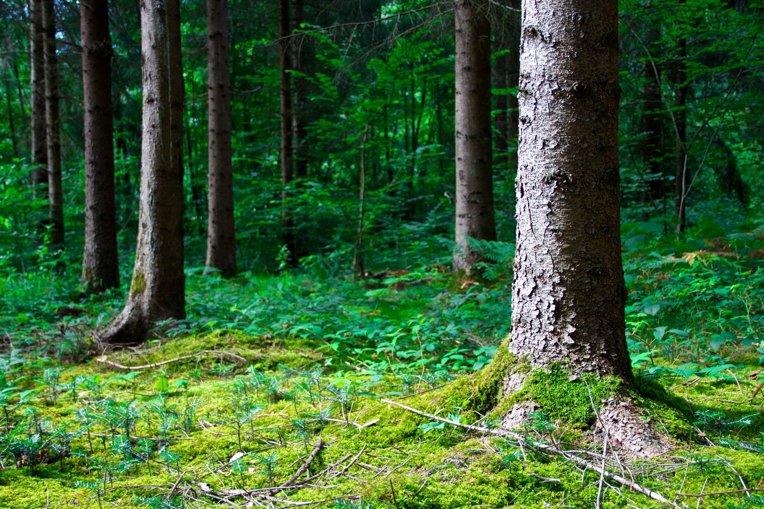 Fonds d'cran Nature Arbres - Forts Green power