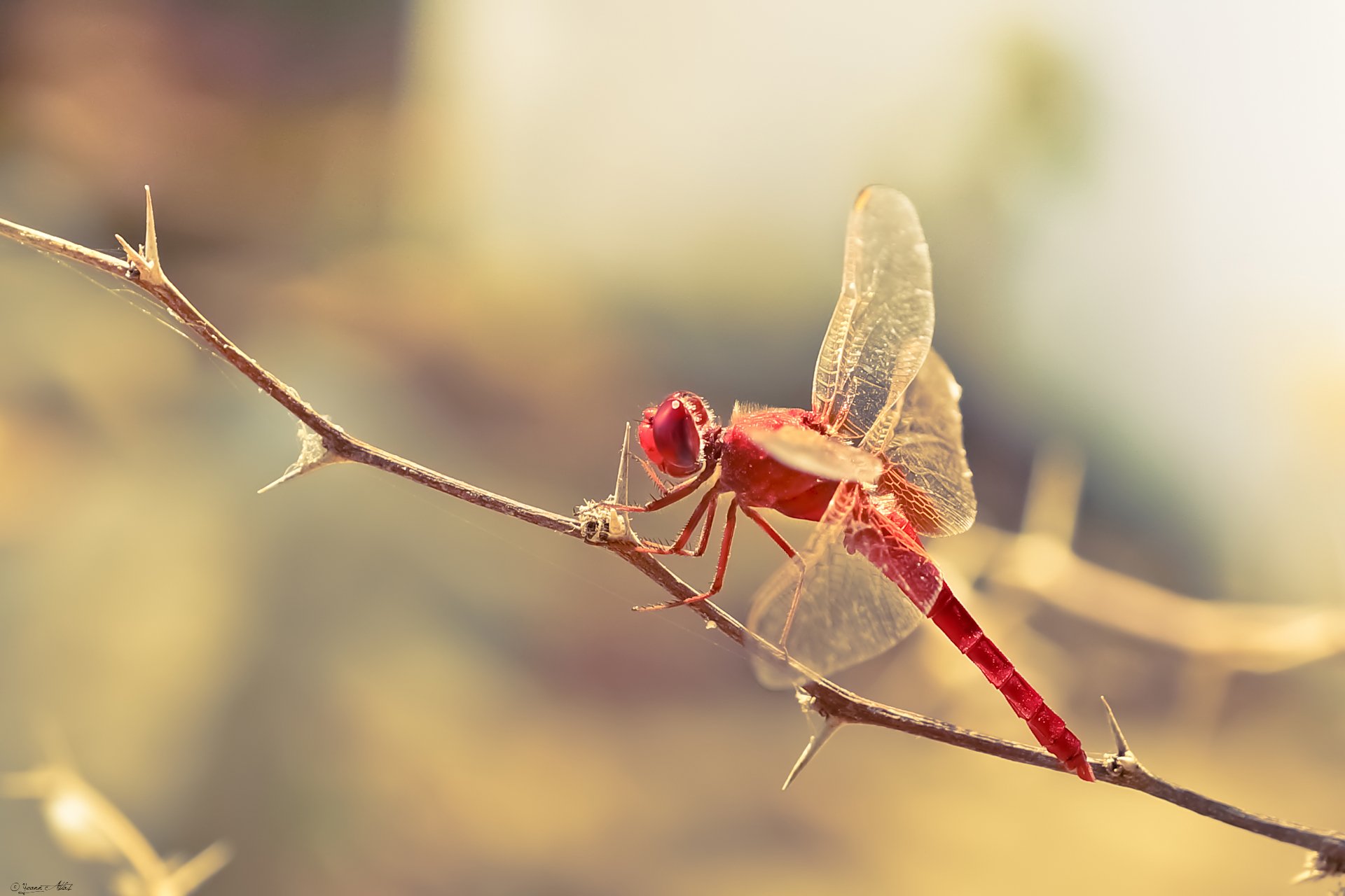 Fonds d'cran Animaux Insectes - Libellules Climbing over the thorns