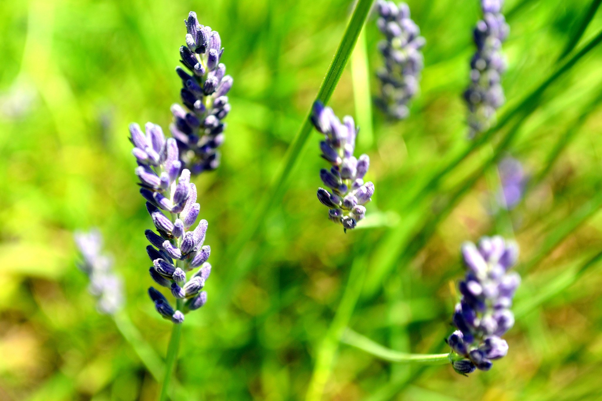 Fonds d'cran Nature Fleurs 