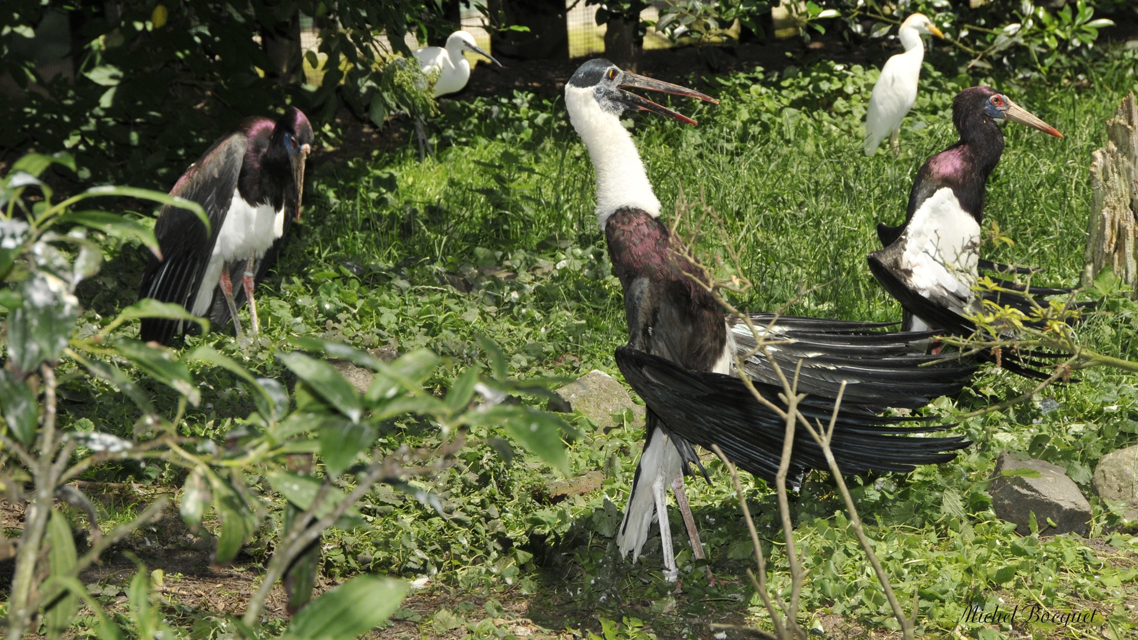 Fonds d'cran Animaux Oiseaux - Divers Oiseau du parc Paradisio en Belgique