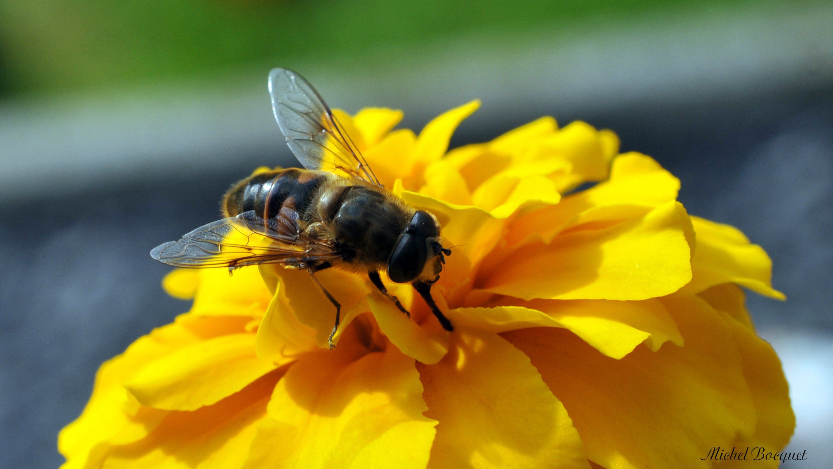 Fonds d'cran Animaux Insectes - Abeilles Gupes ... 