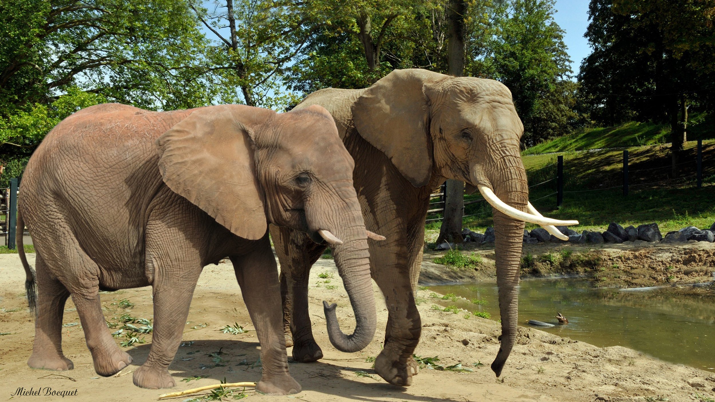 Fonds d'cran Animaux Elphants Deux lphants