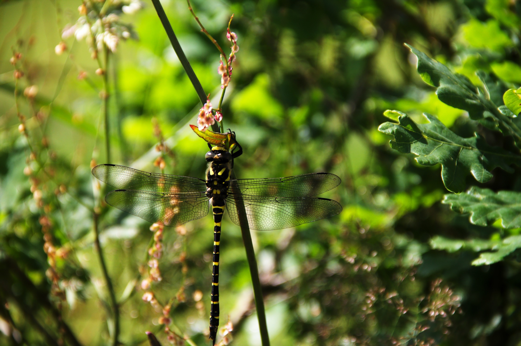 Fonds d'cran Animaux Insectes - Libellules dragon fly