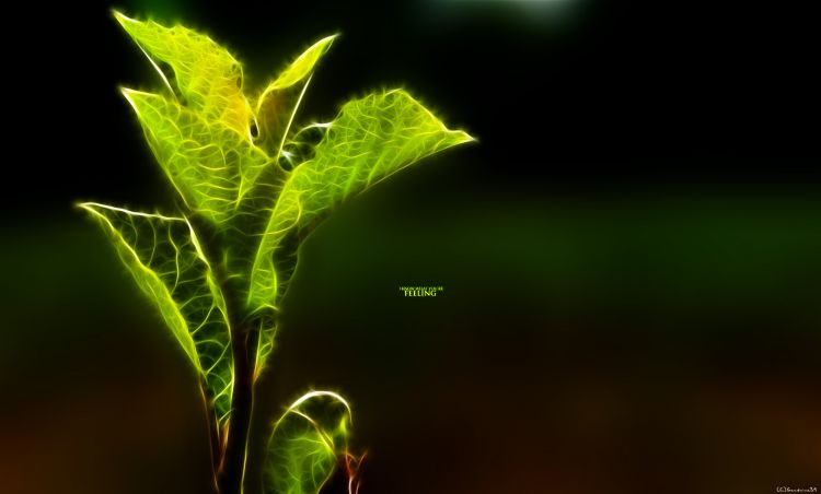 Wallpapers Digital Art Nature - Trees, plants Feeling