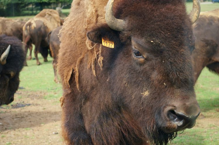 Fonds d'cran Animaux Bisons - Buffles Wallpaper N308953