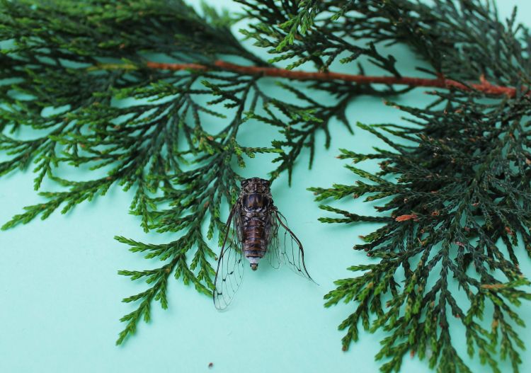 Fonds d'cran Animaux Insectes - Cigales cigale de Provence