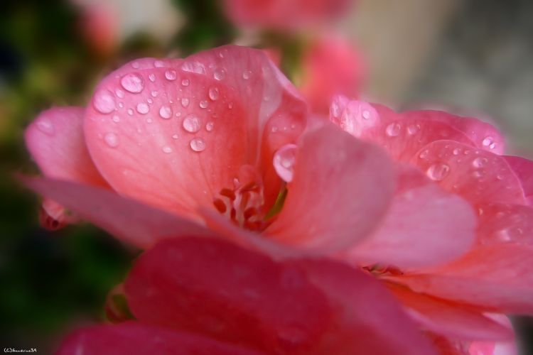 Wallpapers Nature Water - Drops rose