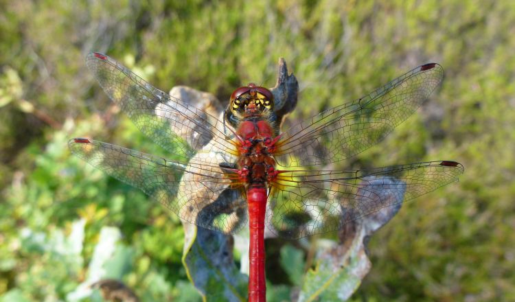 Fonds d'cran Animaux Insectes - Libellules Rouge sang 