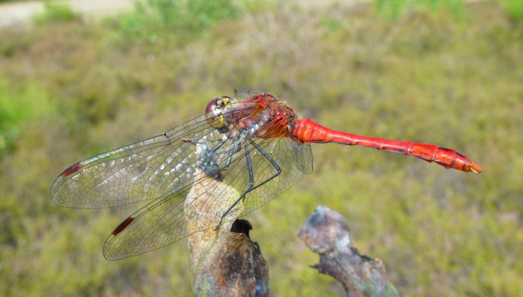 Wallpapers Animals Insects - Dragonflies Sympetrum aux aguets