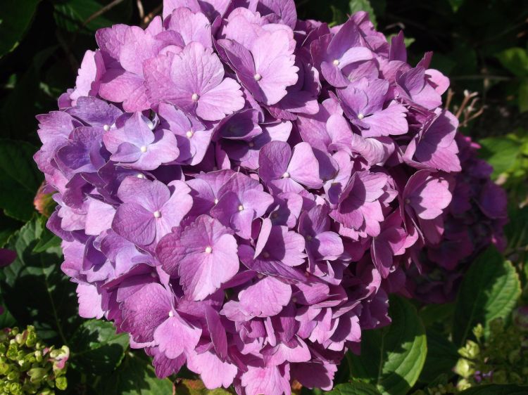 Wallpapers Nature Flowers hortensias