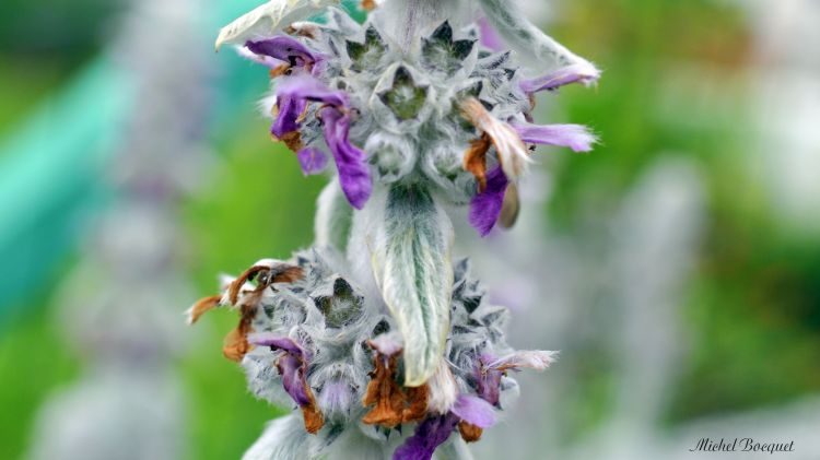 Fonds d'cran Nature Fleurs Dtail d'une fleur