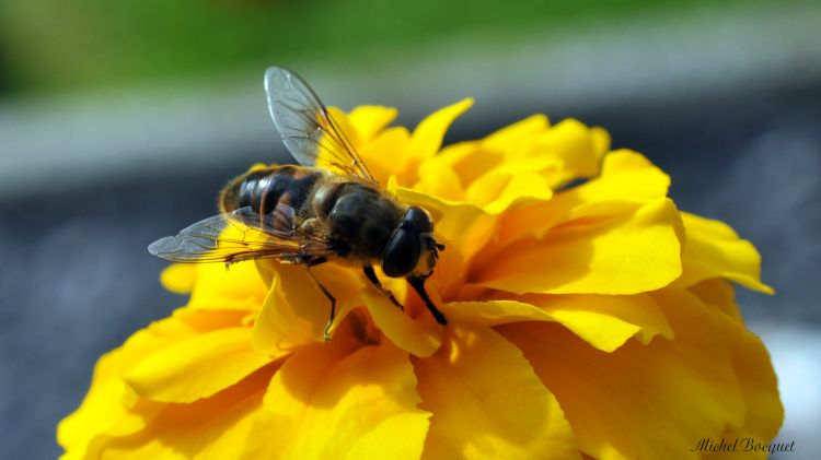 Fonds d'cran Animaux Insectes - Abeilles Gupes ... Wallpaper N309012