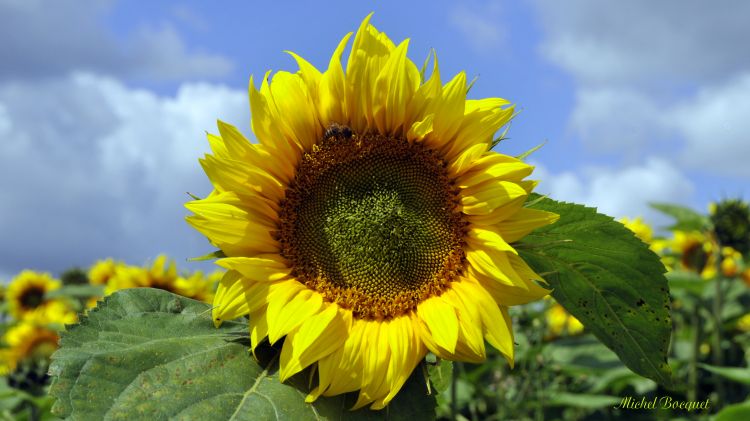 Fonds d'cran Nature Fleurs Tournesol