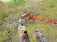  Animaux Sympetrum aux aguets