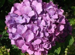  Nature hortensias